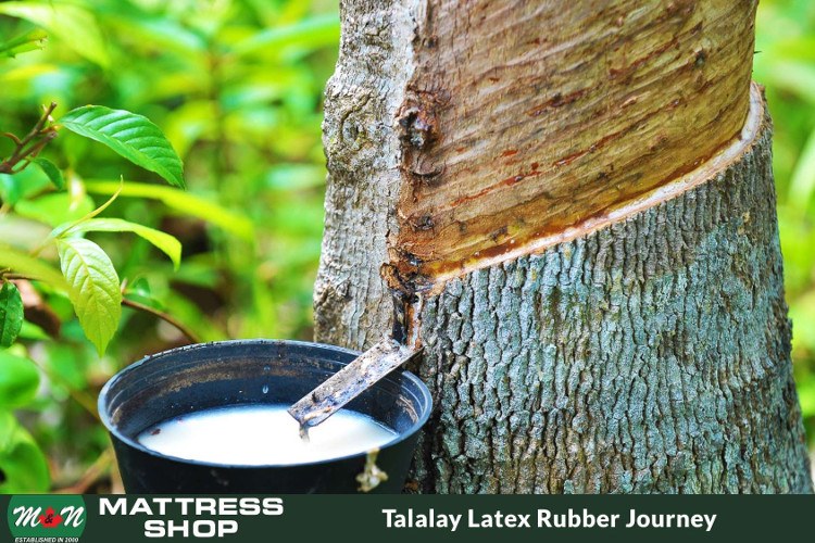 talalay-latex-rubber-journey